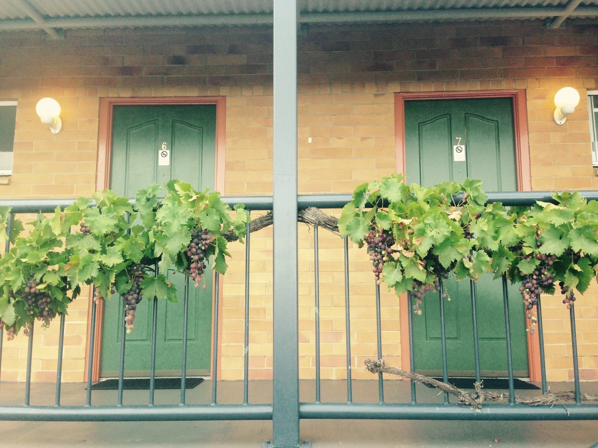 The Vines Motel & Cottages Stanthorpe Exteriér fotografie