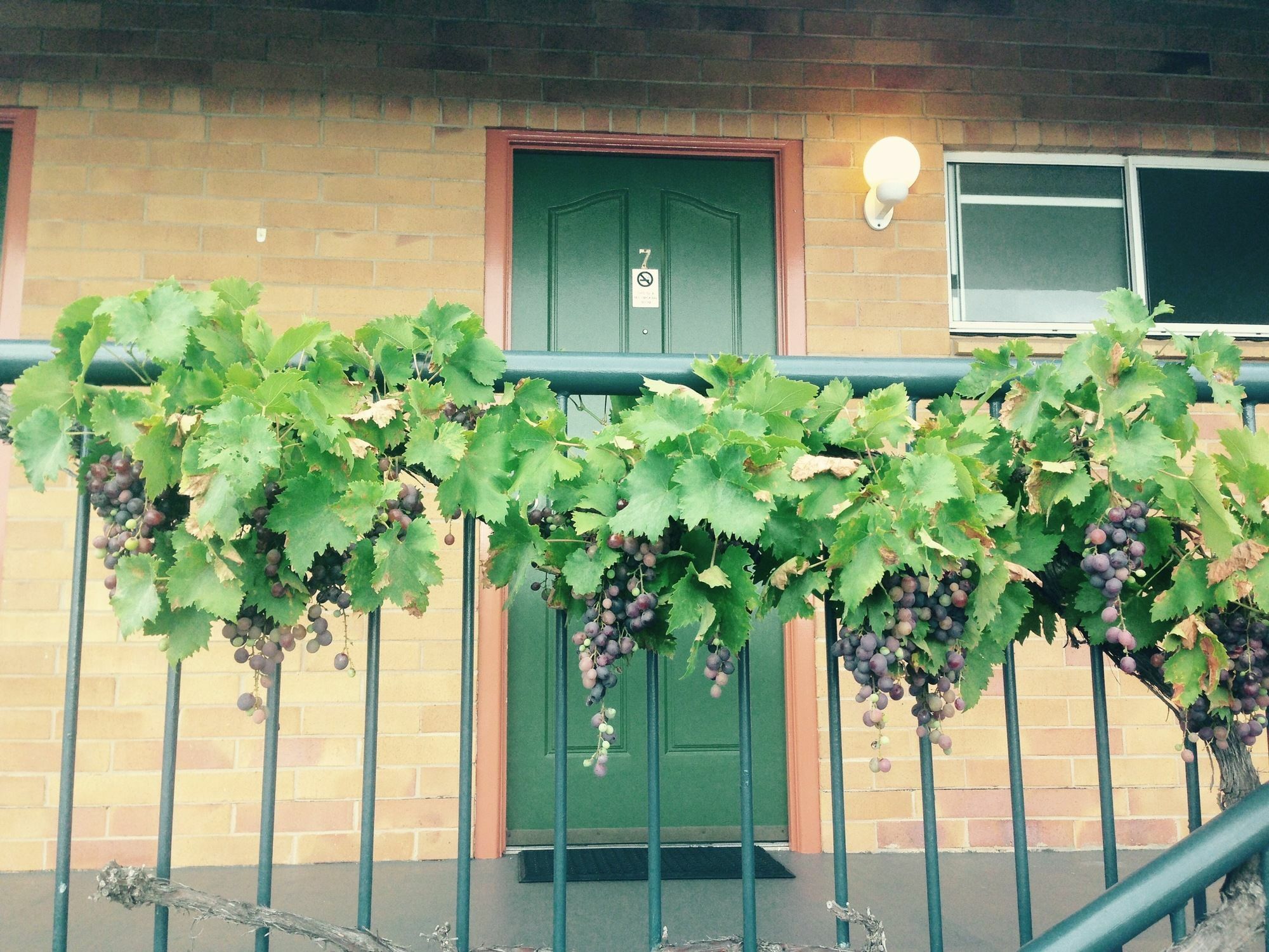 The Vines Motel & Cottages Stanthorpe Exteriér fotografie